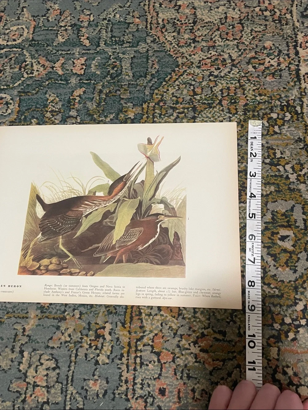 Vintage Green Heron Nature Print Wall Art - Brown and Green